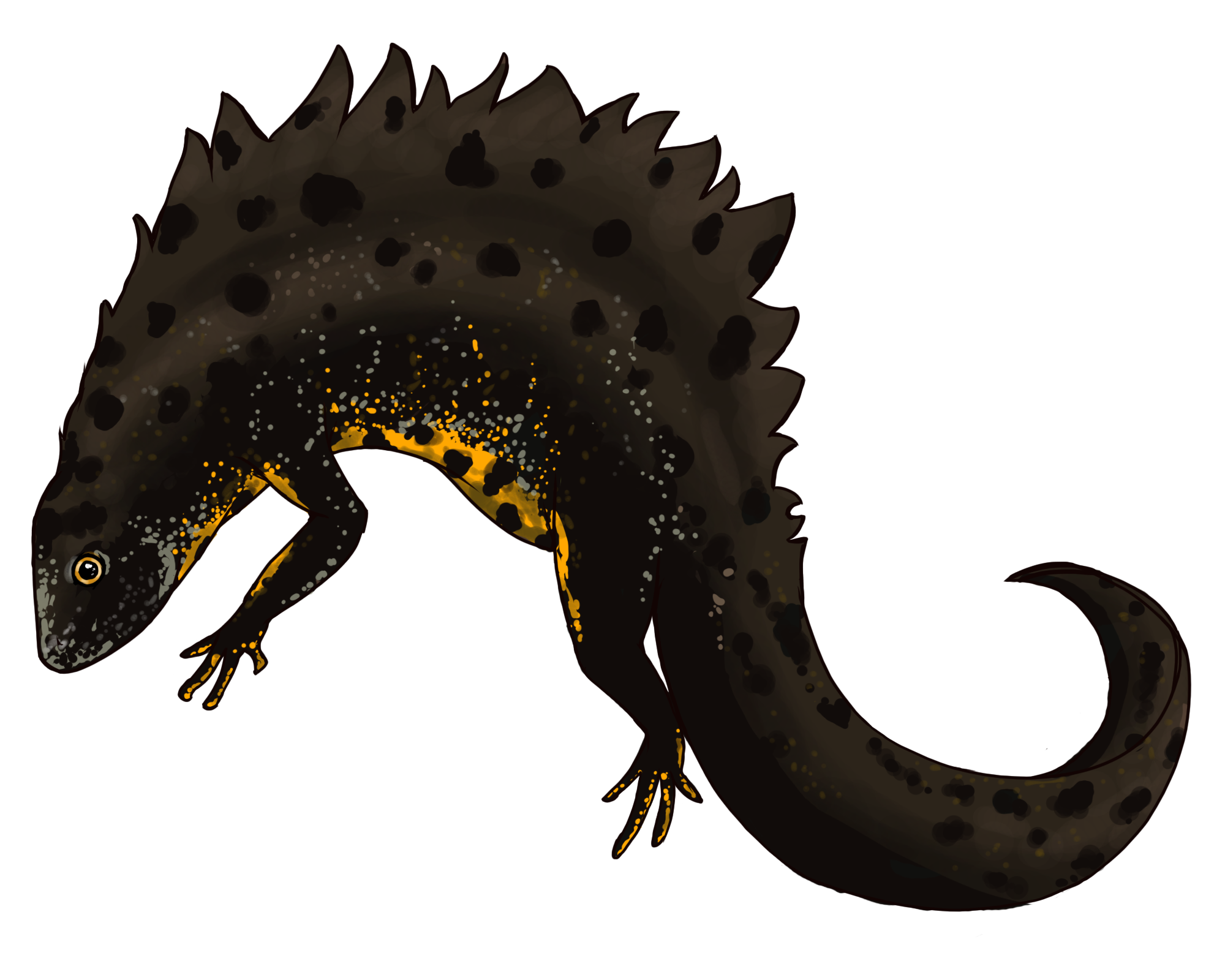 Great Crested Newt by Robyn Womack
